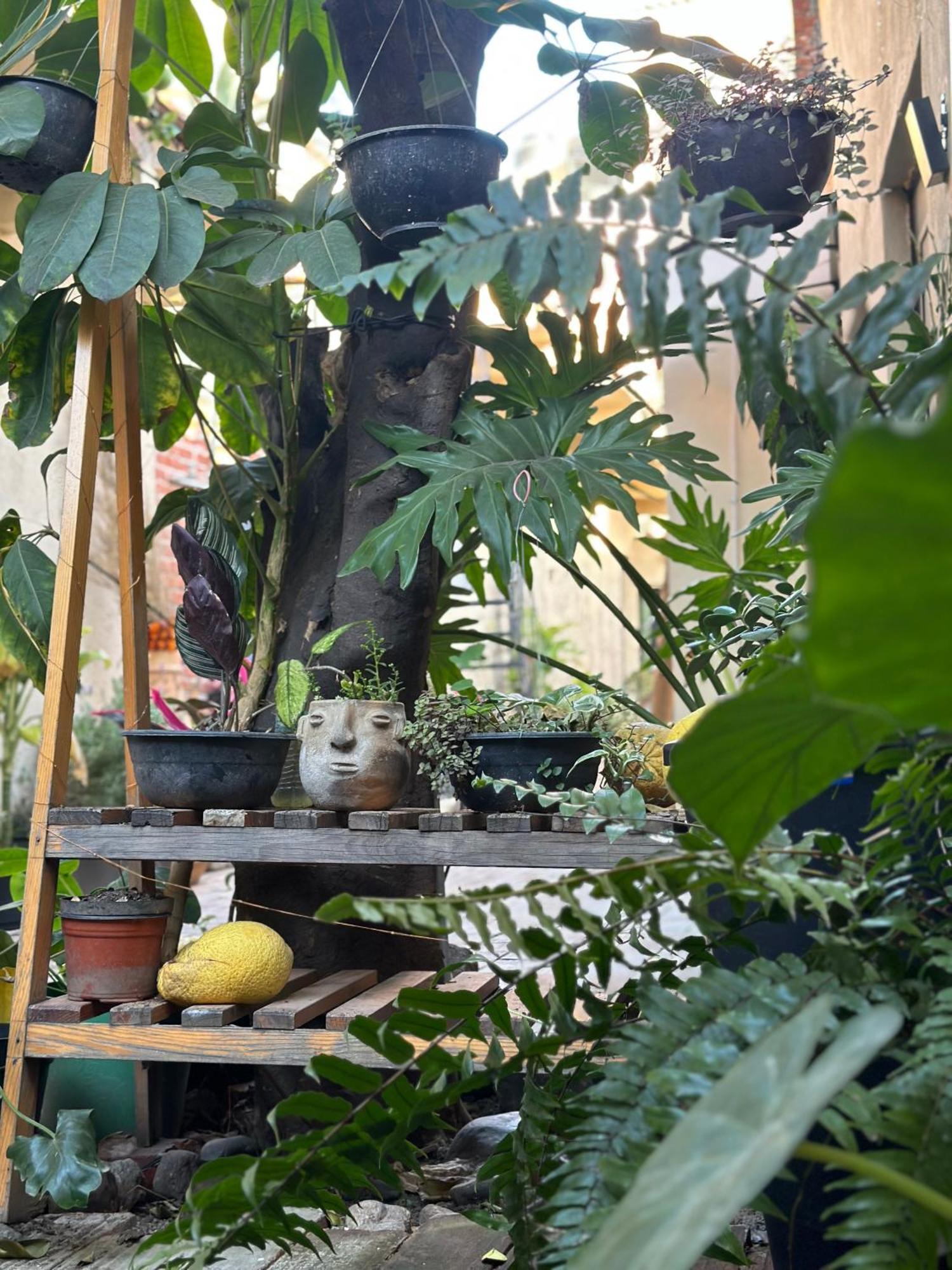 509 Accommodation オアハカ州 エクステリア 写真